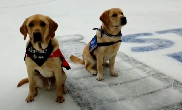 Stanley Pup Thumbnail Image